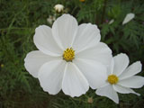 コスモスの花 ホワイト