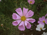 コスモスの花 ピンク