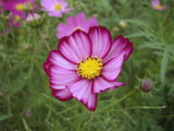 コスモスの花 ピンク
