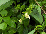 キバナアキギクの花