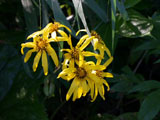 マルバダケブキの花