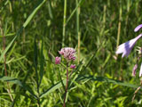 ヨツバヒヨドリの花